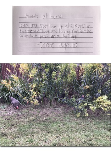 Animals at Home - Photography Competition Spot Prize Winner: Zoe (10). SPCA's feedback: We loved seeing your chickens enjoying the shade on a hot day and having the space to forage and explore.   